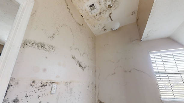 Best Forensic Mold Investigation  in Rose Lodge, OR