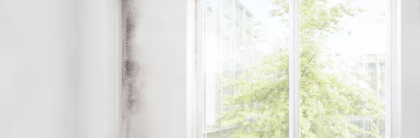 Reliable Rose Lodge, OR Mold Removal Solutions