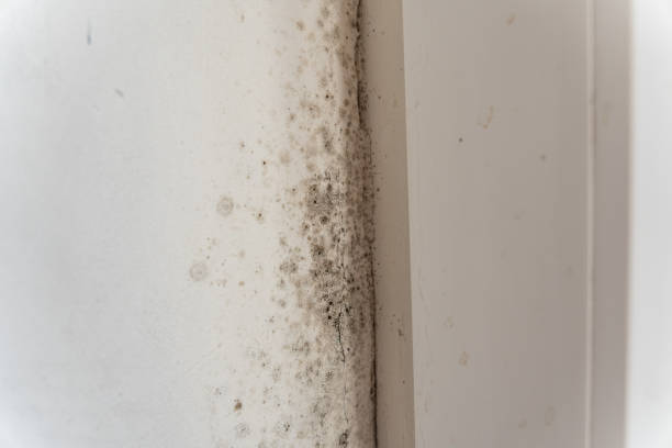 Best Air Quality Testing for Mold Spores  in Rose Lodge, OR